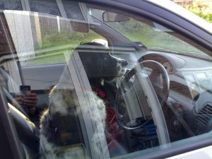 dogdrive1